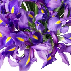 51_iris_buket_klumba (4)